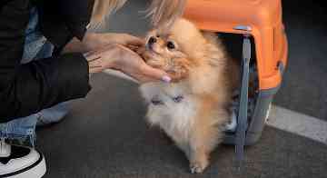 Pet Relocation service Pet Relocation service