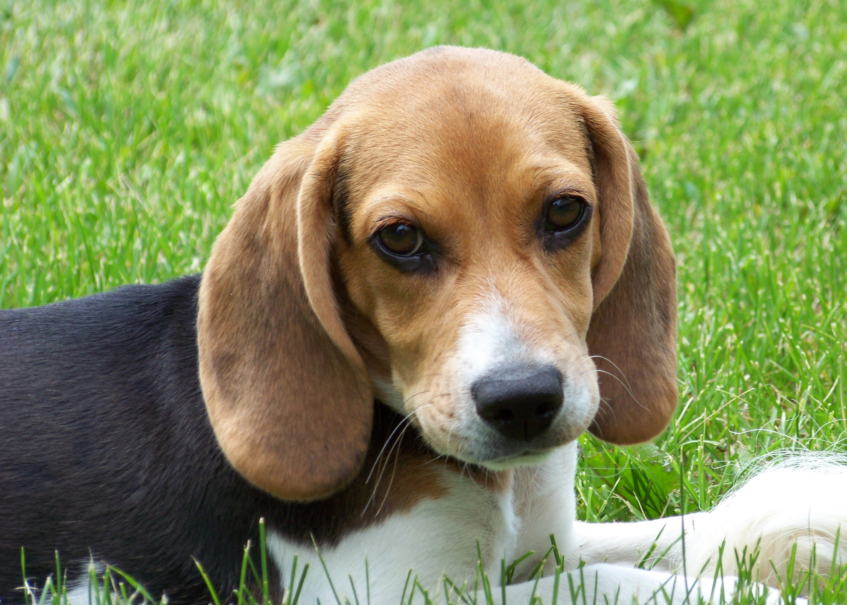 Pet Relocation – What you Need to Know